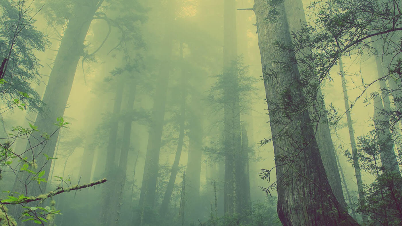 bosque
